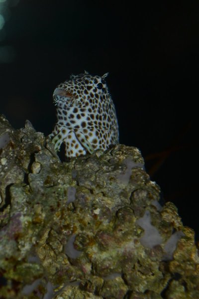 Blenny1.JPG