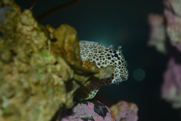 blenny2.JPG