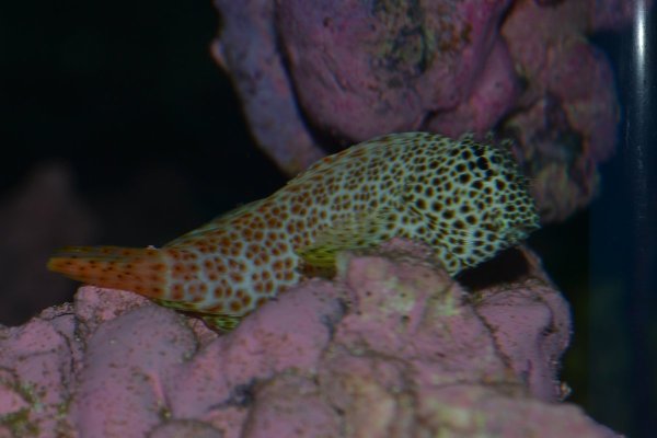 blenny3.JPG