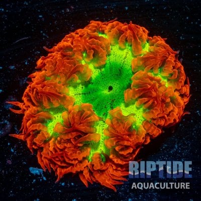 Riptideaquaculture -0207.jpg