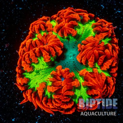 Riptideaquaculture -0218.jpg