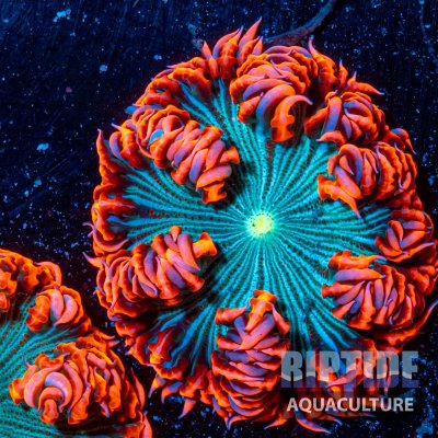 Riptideaquaculture -0269.jpg