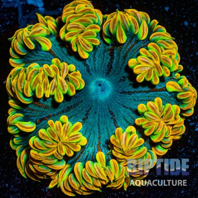 Riptideaquaculture -0277.jpg