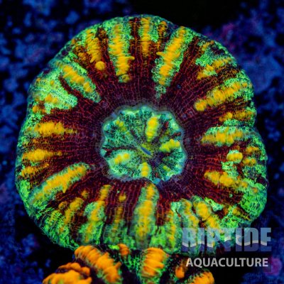 Riptideaquaculture -0285.jpg