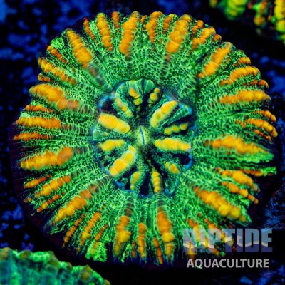 Riptideaquaculture -0289.jpg