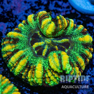 Riptideaquaculture -0290.jpg