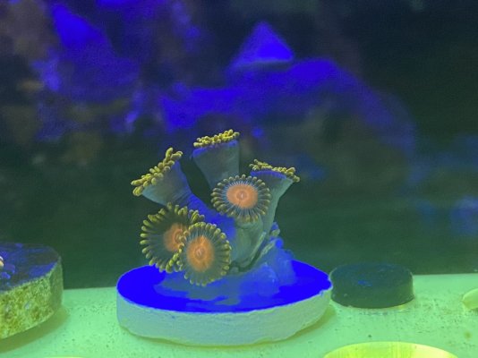 Sunflower Zoas