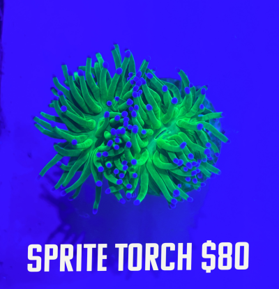 sprite torch.png