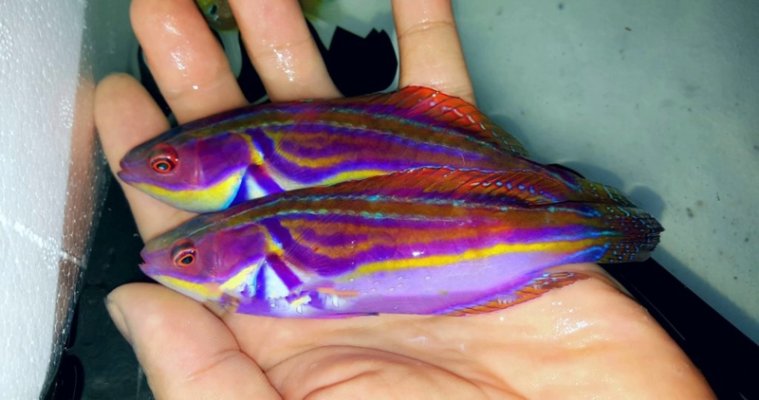 Labouti Wrasse; Aus (Cirrhilabrus labouti).jpeg