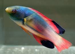 Scott's Wrasse(Cirrhilabrus scottorum) Male.jpeg