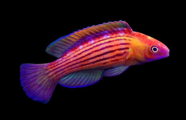 Earles Fairy Wrasse Male.jpg