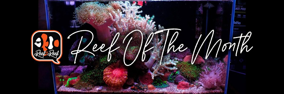 Reef of the month banner.jpg