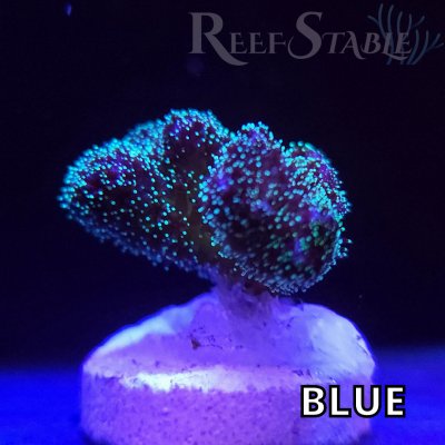 aqua-horizon-pocillopora-blue.jpg