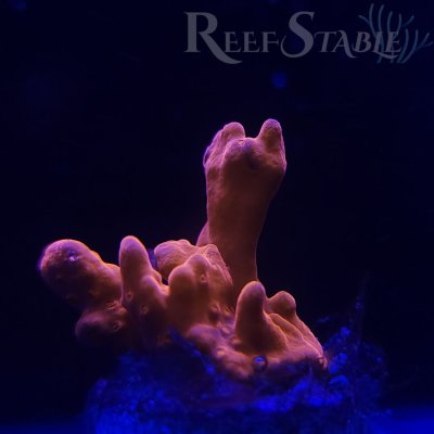 orange-montipora-setosa (1).jpg