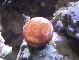 coral.PNG