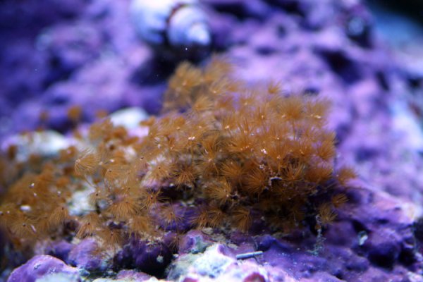 hydroids-reefs.jpg