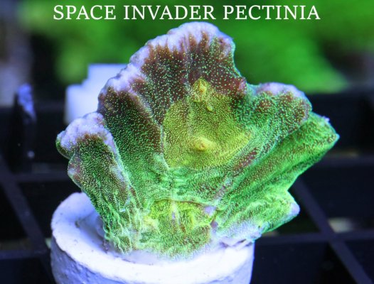 SPACE INVADER PECTINIA.2JPG.jpg