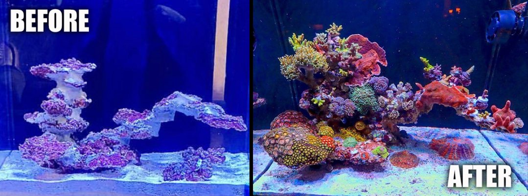 The Importance of a Well-Designed Aquascape for a Reef Aquarium