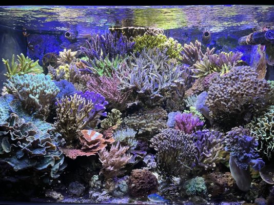 REEF OF THE MONTH - May 2023: Ancient Mariner's 100 Gallons of Acropora Splendor!