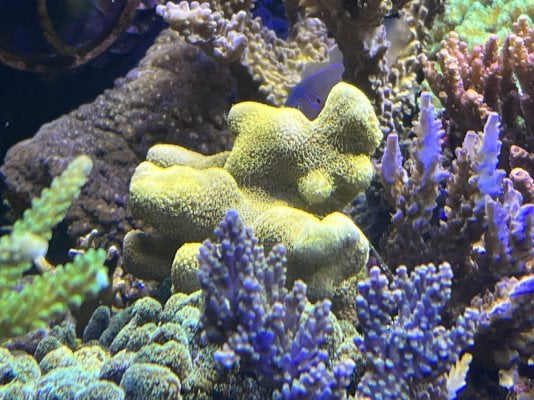 ORA yellow porites .jpeg