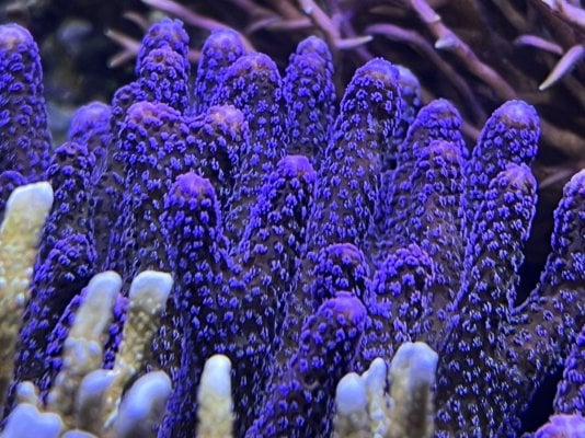 Purple stylophora .jpeg