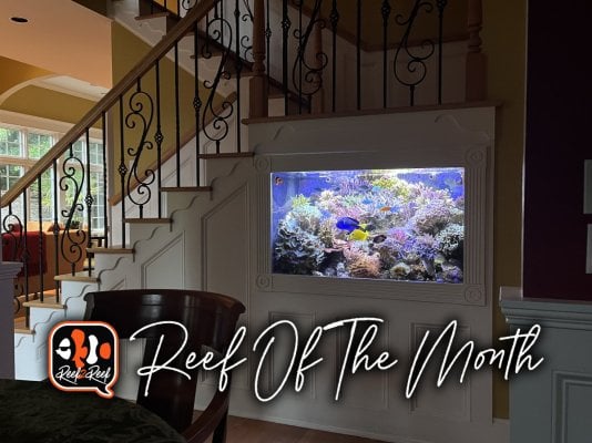 Reef of the month title.jpg