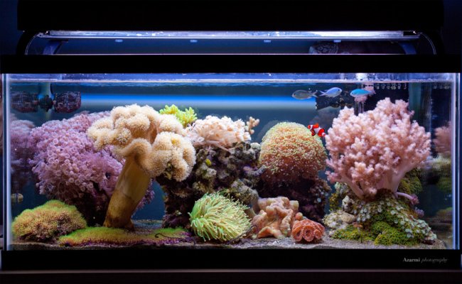 Ready for Reef Stars: Identifying the Perfect Time to Add Coral to Your Aquarium