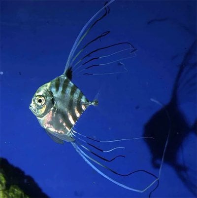 Threadfin Lookdown.jpg