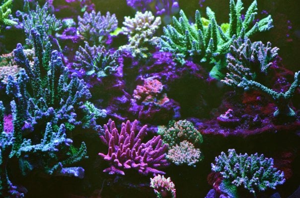 DSC_1428 rh corals.JPG