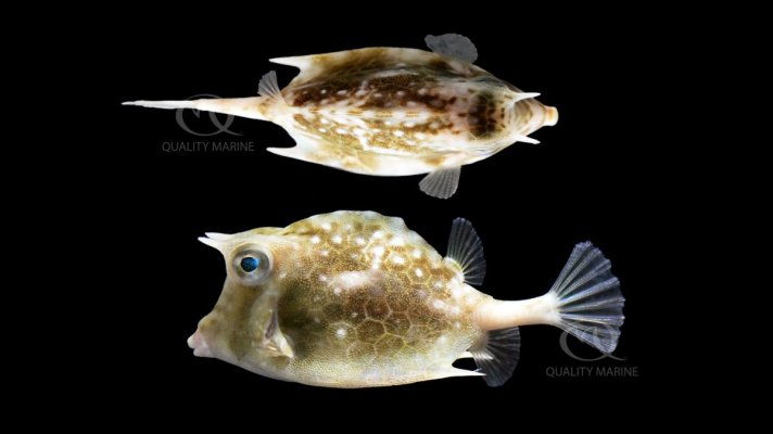 island-boxfish.jpg
