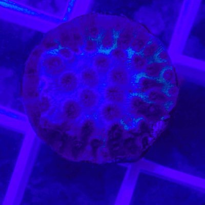 ECC Blue Ice Cyphastrea -.jpg