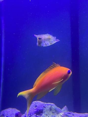 anthias2.jpg