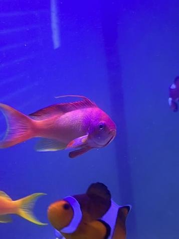 anthias1.jpg