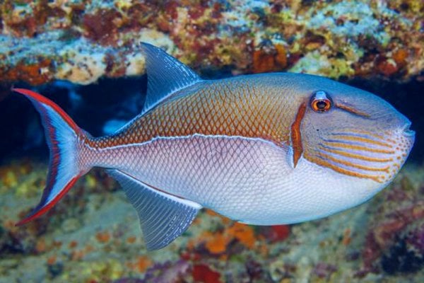 Goldenback Triggerfish (Xanthichthys caeruleolineatus).jpeg