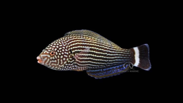 lined-tamarin-wrasse.jpg