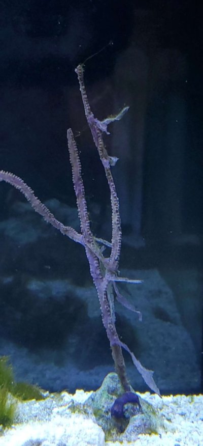 Whip gorgonian.jpg