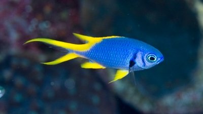 Indigo Chromis 20.jpeg