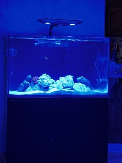 Kessil Blues.jpg