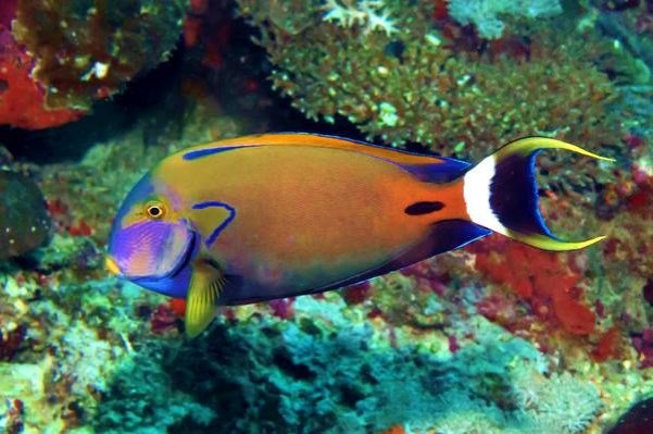 Acanthurus fowleri.jpeg