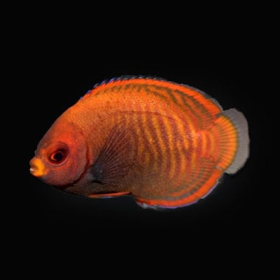 Golden Angelfish.JPG