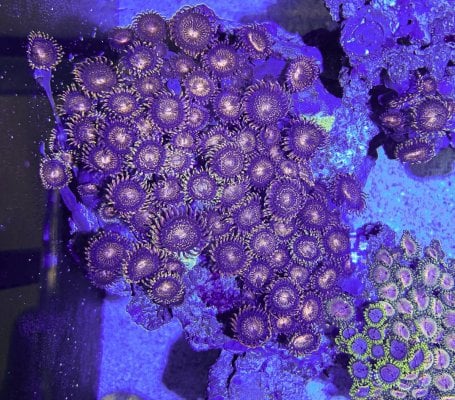 pandora_orange_zoa_mother.jpg