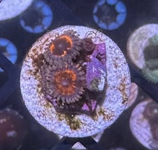 coral zoa.jpg