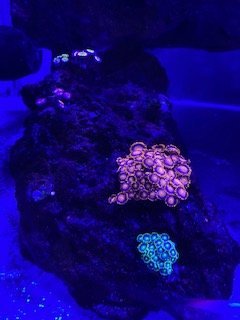 Zoa garden 1.jpg