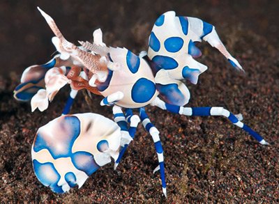 harlequin-shrimp1.jpg