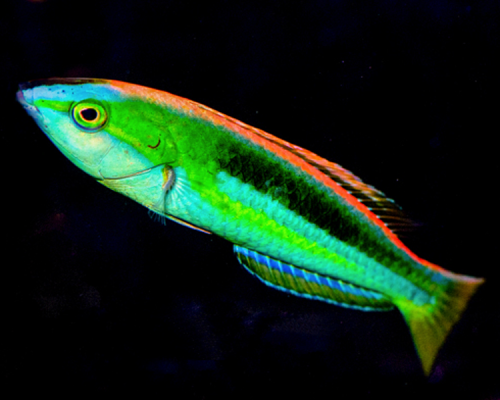 Blue Nose Pencil Wrasse (Pseudojuloides kaleidos).png