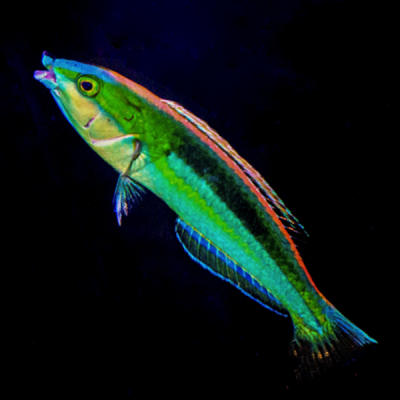 Blue Nose Pencil Wrasse (Pseudojuloides kaleidos) .png