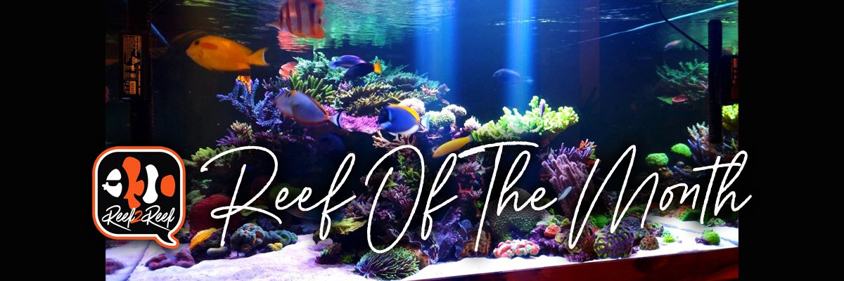 Reef of the month banner.jpg