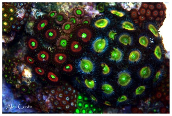 Coral59 - zoas-garden4.jpeg