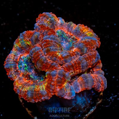 coral 8.jpg