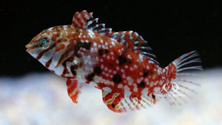 jewelled-wrasse.jpg